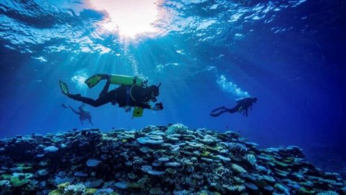Scott Reef: a story of hope and caution for coral genetic recovery