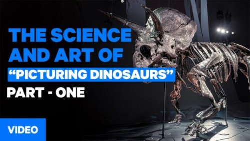 How do you display a triceratops in a museum?