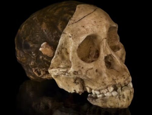 The fossil skull found by an Australian that rocked the world