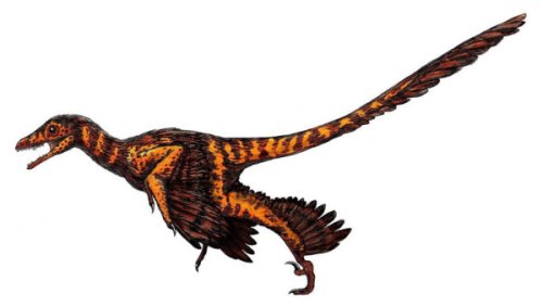 Proteins found in fossil dinosaur feathers shed light on links to birds