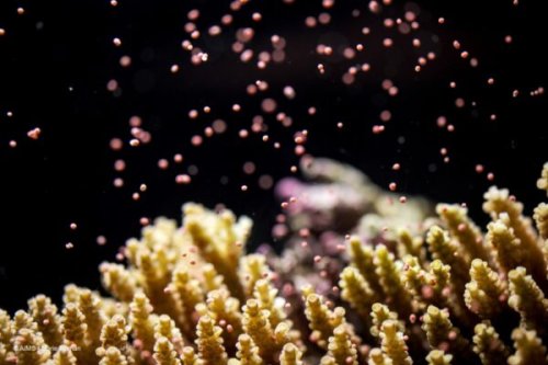 How the coral crisis affects other marine wildlife
