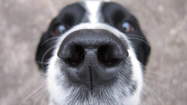 A new AI can smell as well as a human