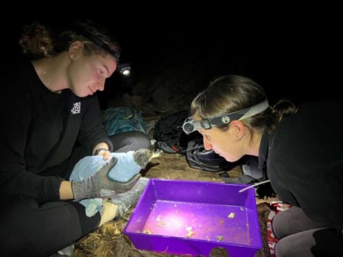 Seabirds suffer hidden damage from ingesting plastic