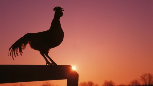Why Do Birds Make So Much Noise In The Morning Flipboard