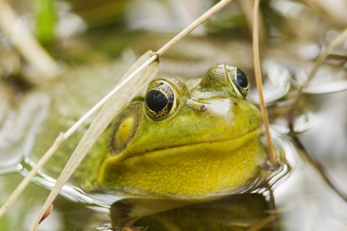 Cottage Q&A: What happened to our frog population?