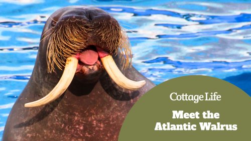 Meet the Atlantic walrus