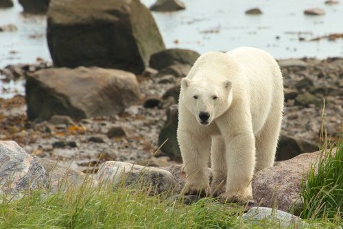 The best wildlife tours in Canada