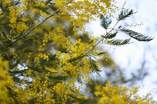 Is Acacia Tree Extract The Natural Collagen Alternative We've Been Looking For?