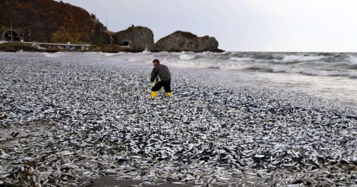 Environnement . Dans le nord du Japon, des “tonnes” de poissons échoués et beaucoup de questions