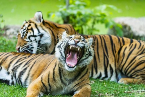 Indonésie. L’art délicat des chamans de tigres de Sumatra