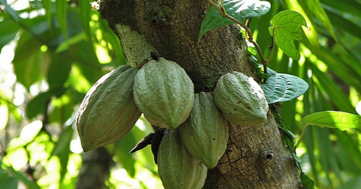 Le café et le cacao bio produits en RDC, bientôt proscrits par l’UE ?