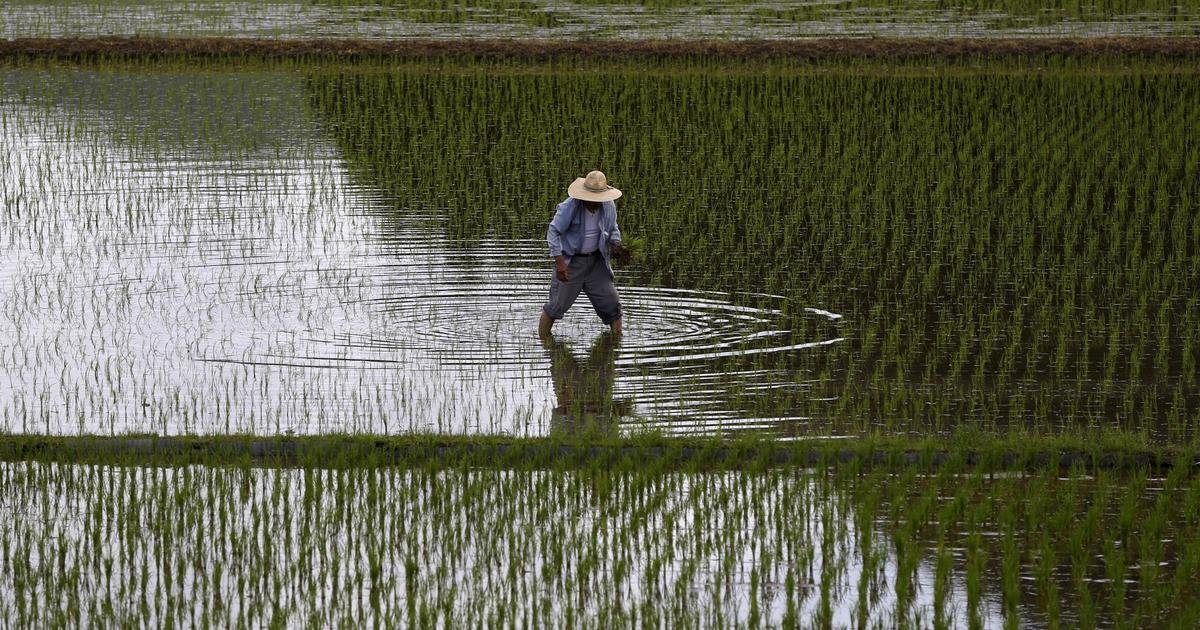 Agriculture. Les microplastiques menacent la sécurité alimentaire mondiale