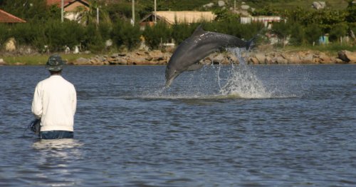 Mutualisme. Au Brésil, dauphins et humains font équipe pour attraper plus de poissons