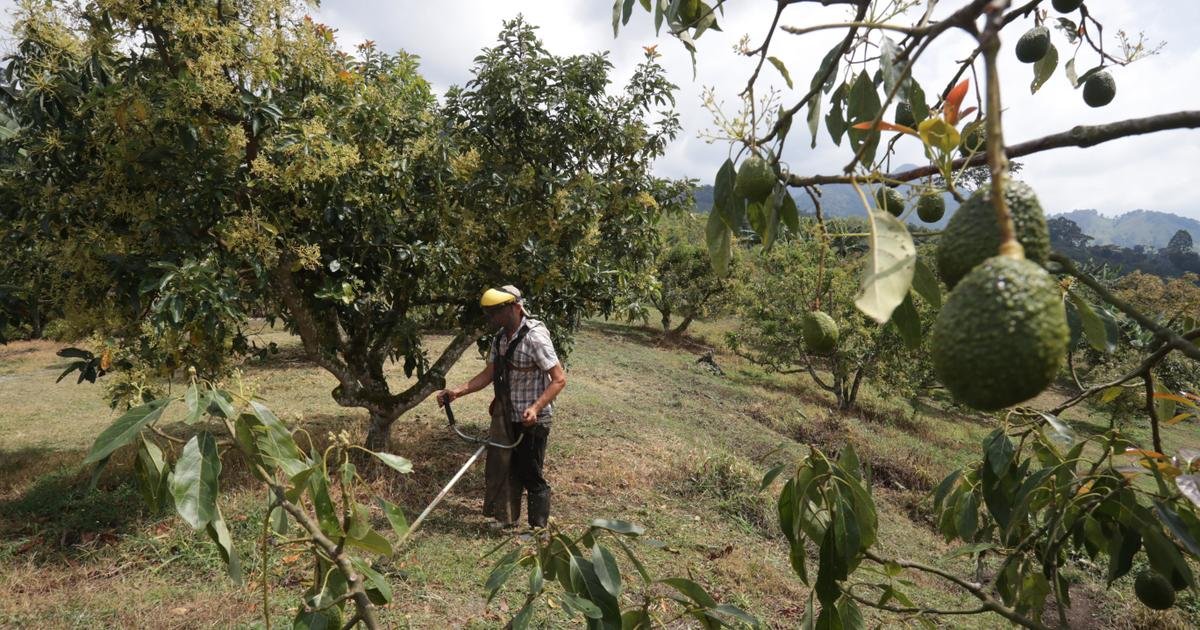 Agriculture. Le réchauffement pousse les producteurs d’agrumes japonais à se tourner vers l’avocat