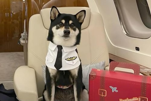 Vidéo. Ces riches Hongkongais qui exfiltrent leurs animaux de compagnie en jet privé