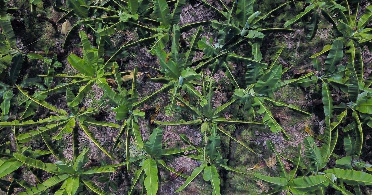 Agriculture. La crise climatique menace la production de bananes