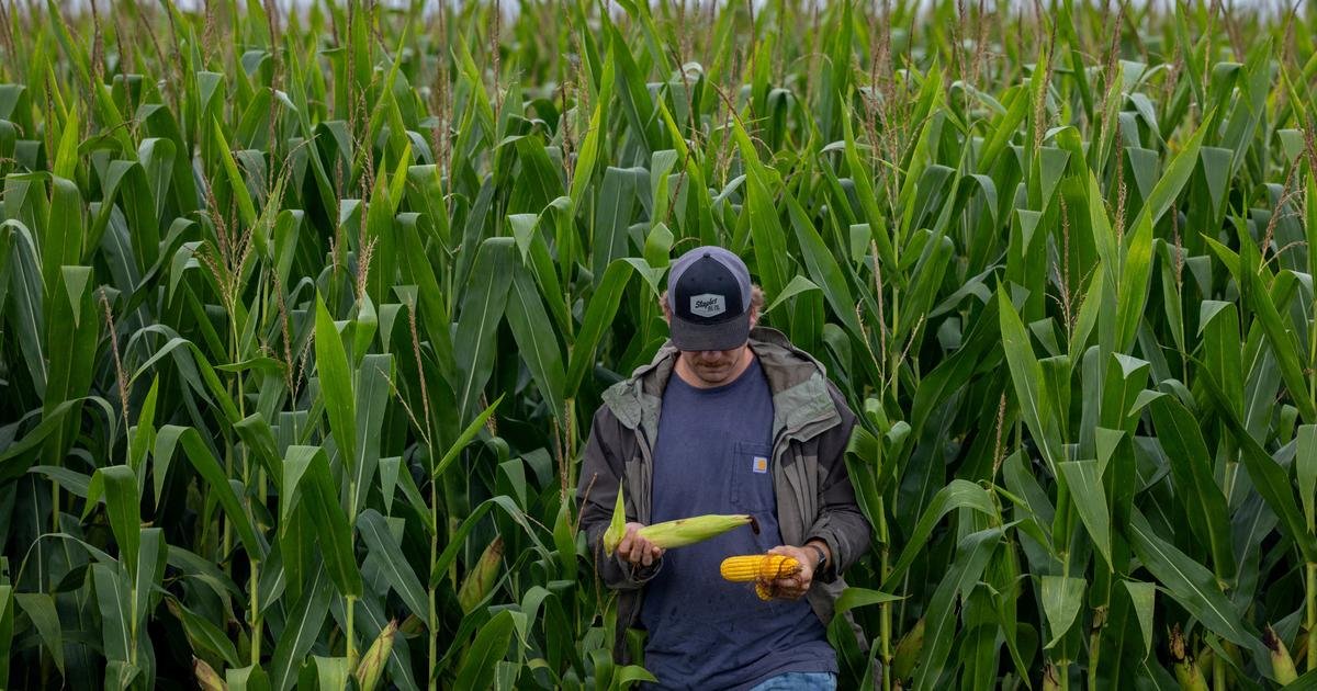 Agriculture. Du maïs génétiquement modifié bientôt dans nos assiettes… sans qu’on ne le sache