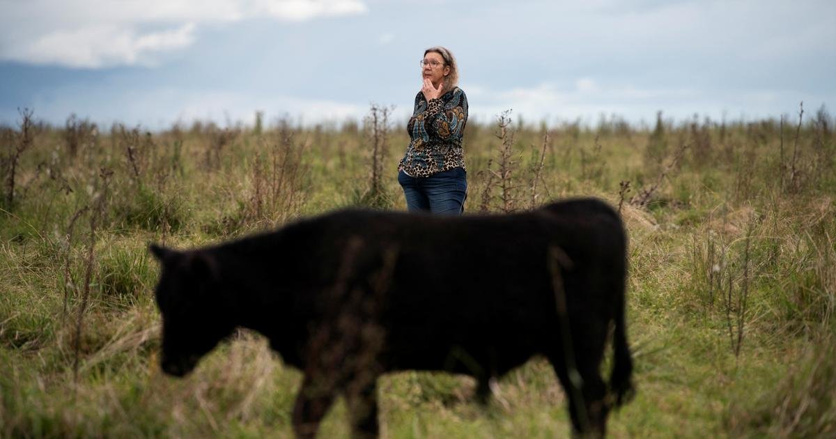 Arnaque. L’affaire des “vaches fantômes” qui secoue l’Uruguay