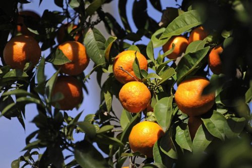 Amertume. Une “crise de l’orange” dans la région espagnole de Valence