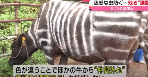 Environnement. Pour éviter les piqûres d’insectes, des éleveurs japonais déguisent leurs vaches en zèbres
