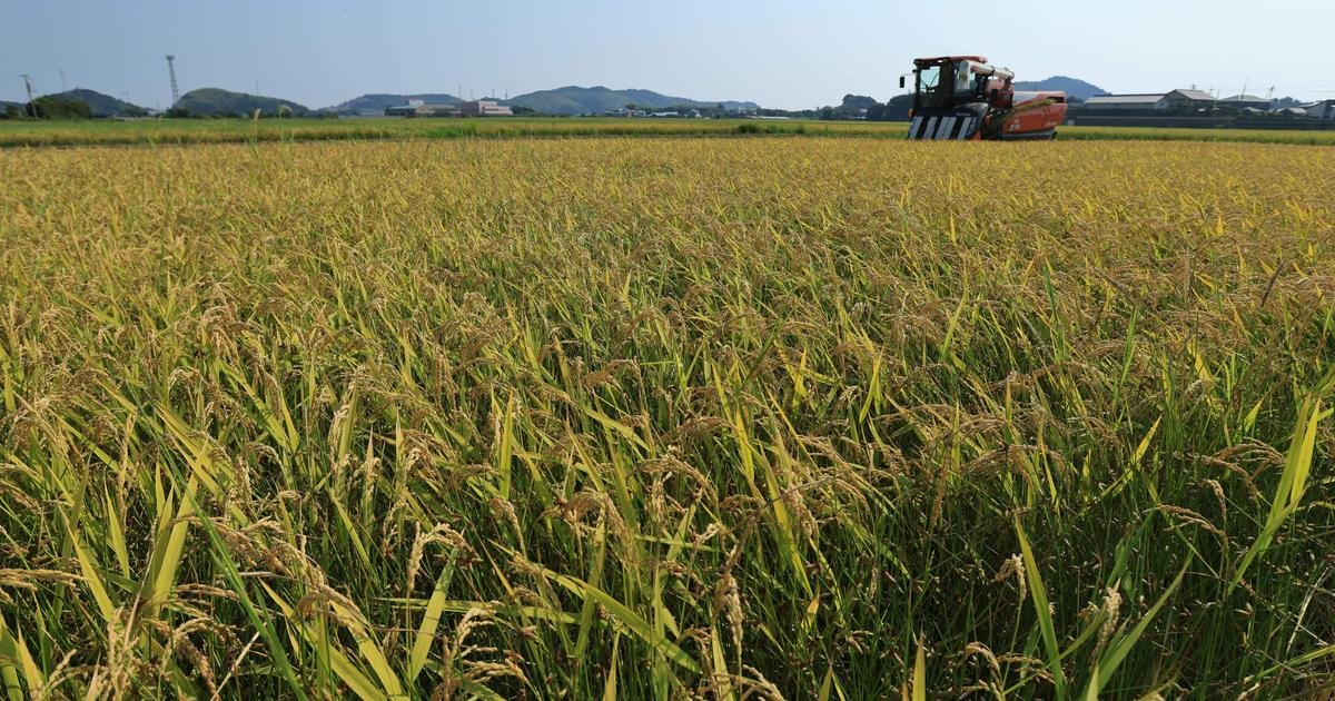 Agriculture. Le Japon envisage de renforcer sa production de riz