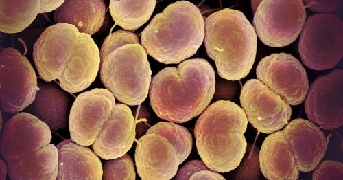 Santé. Les autorités britanniques lancent une campagne de vaccination contre la gonorrhée, une première mondiale