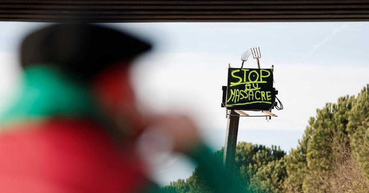 Vu du Royaume-Uni. Dermatose nodulaire : les agriculteurs ne doivent pas tomber dans le complotisme !