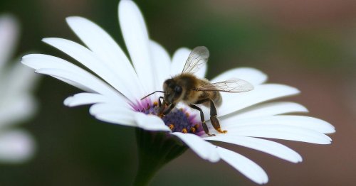 Sciences. Le bourdonnement des abeilles pousse les plantes à produire du nectar