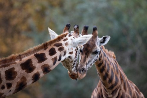 Afrique. Les girafes sont plus nombreuses, mais toujours menacées