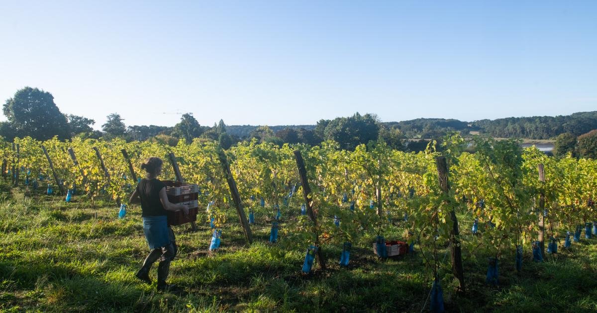 Vu du Royaume-Uni. Le vin français de demain sera-t-il breton ?