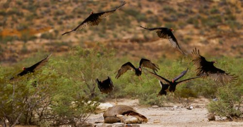 Braconnage. Les vautours victimes des braconniers en Afrique Australe