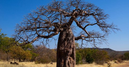 Écosystème. L’inquiétant trafic de baobabs arrachés au Kenya
