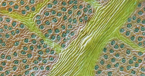 Sciences. Une feuille artificielle mime la photosynthèse et pourrait fabriquer des carburants