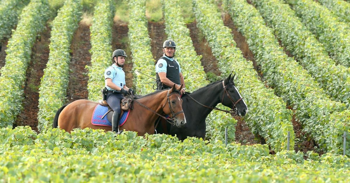 “The Guardian” révèle l’envers du décor des vignobles de Champagne