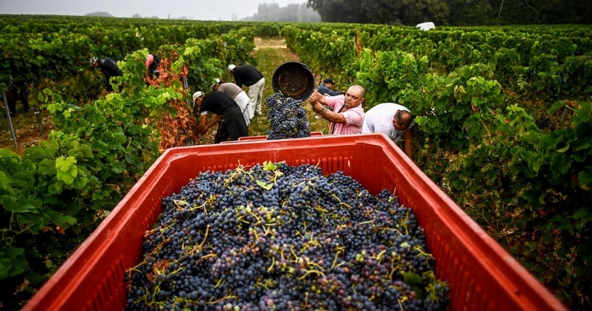 Vu du Royaume-Uni. Et si un vin rouge léger, le clairet, sauvait le vignoble bordelais ?