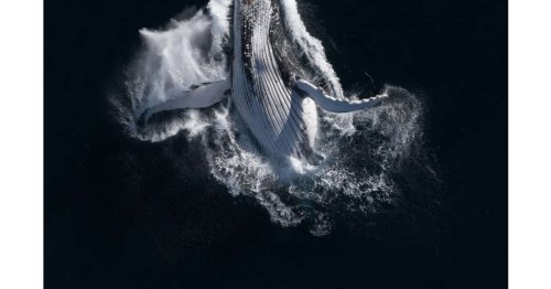 Photo. Une plongée dans la beauté des fonds marins