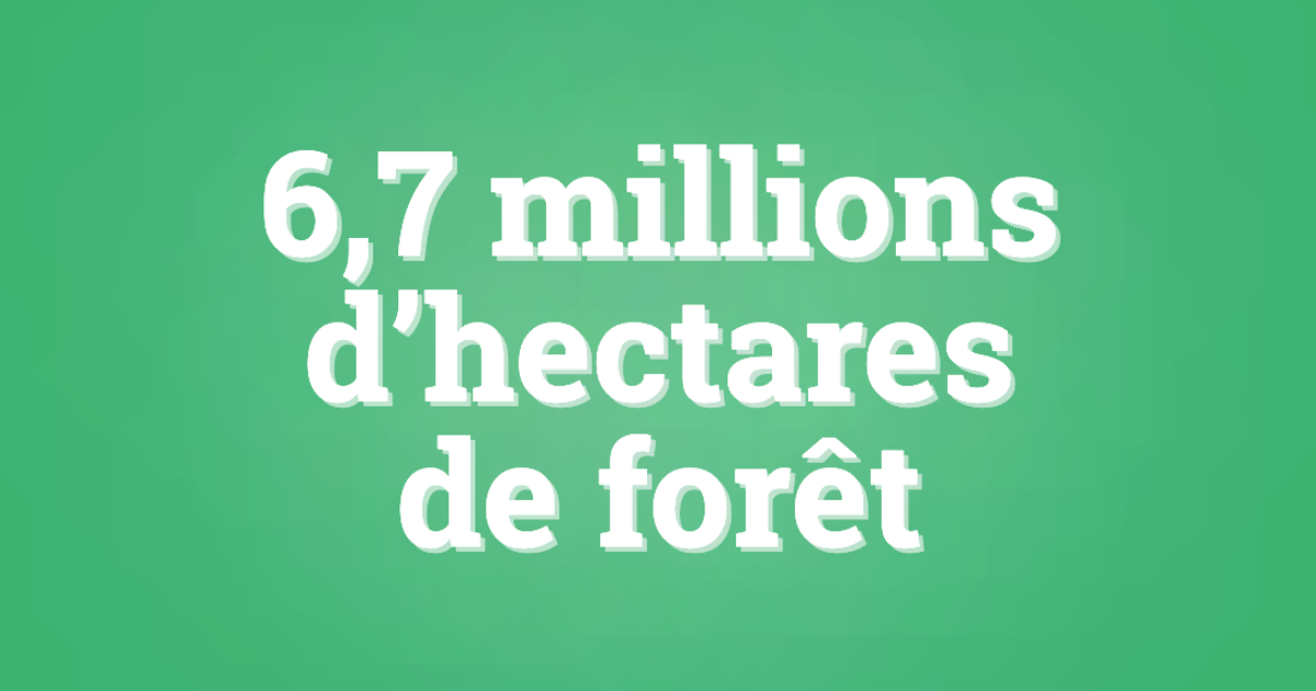 Le chiffre du jour. Les incendies et l’agriculture ont ravagé les forêts tropicales en 2024