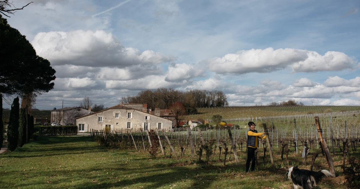 Vu du Royaume-Uni. Dans le Bordelais, la désillusion des acheteurs chinois de vignobles