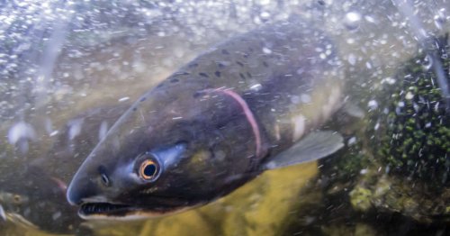 Vidéo. Des dizaines de milliers de saumons retrouvés morts dans un ruisseau canadien