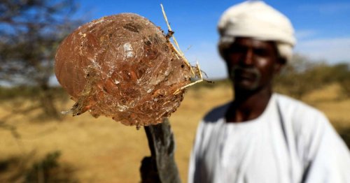 Économie. Le commerce de la gomme arabique, “victime collatérale” du conflit au Soudan
