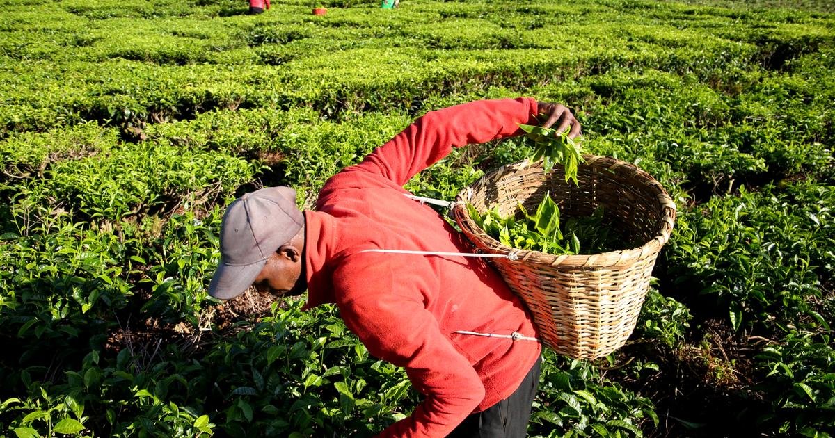 Économie. Au Kenya, fin de la certification Rainforest Alliance pour le secteur du thé