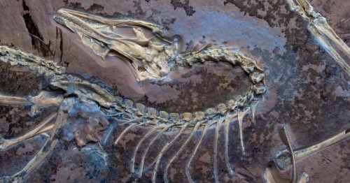 Paléontologie. Le dinosaure à plumes Archéoptéryx volait “probablement” comme un poulet