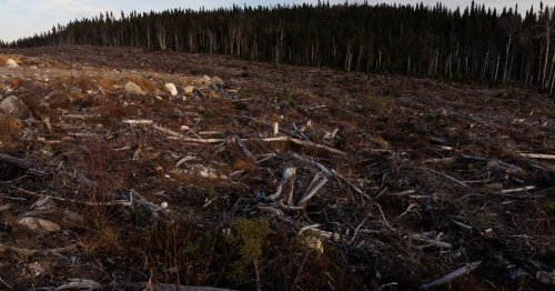 Tensions. “Inquiétudes” au Canada face à l’initiative européenne sur la déforestation