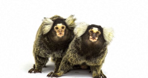 Chimères. Certains singes s’échangent des cellules cérébrales entre frères et sœurs