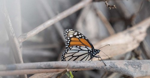 Biodiversité. En Californie, la population de papillons monarques reprend des couleurs