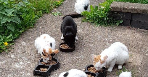 Pet owners urged to neuter their cats after three stray colonies appeared