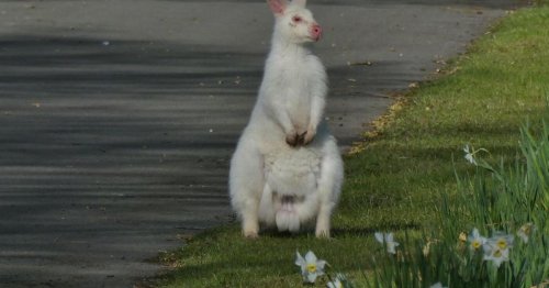 Watch as Warwickshire's white wallaby responds to 'Colin'