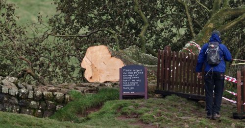 Sapling from illegally felled Hadrian's Wall sycamore to be planted in Coventry