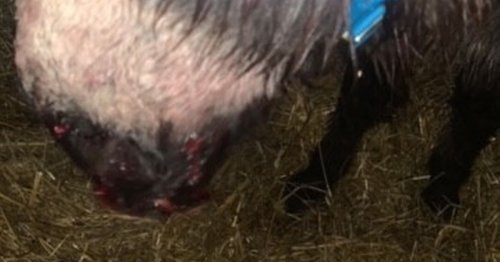 Much-loved donkey left pouring with blood after savage dog attack