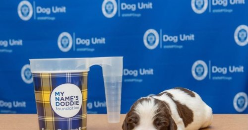 Adorable new police puppies named after heroes
